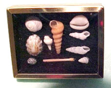 Dollhouse Miniature Framed Shadow Box With Shell Collection